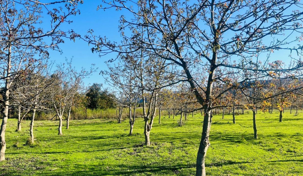 WhatsApp Image 2025-08-12 at 10.00.46 PM